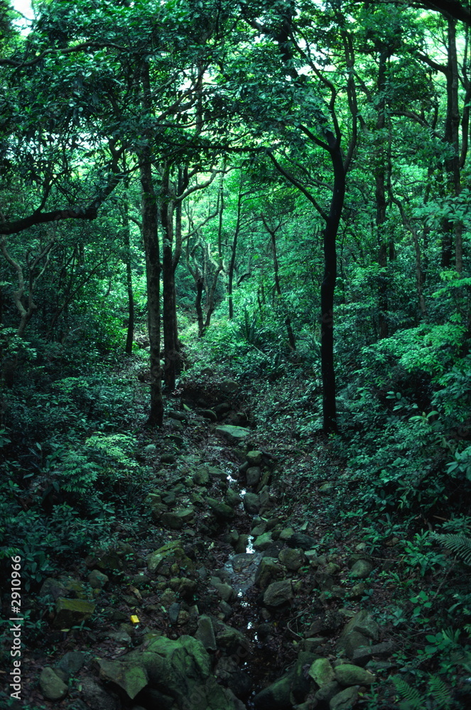 Obraz premium hong kong forest