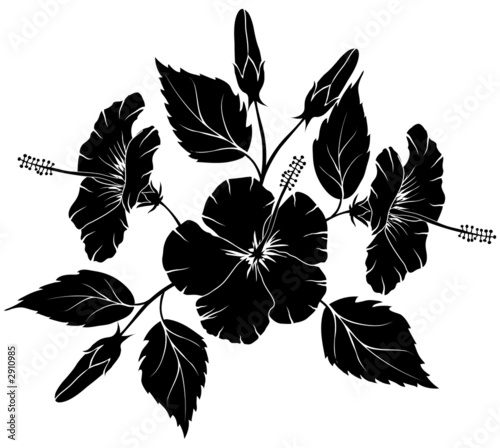 hibiscus