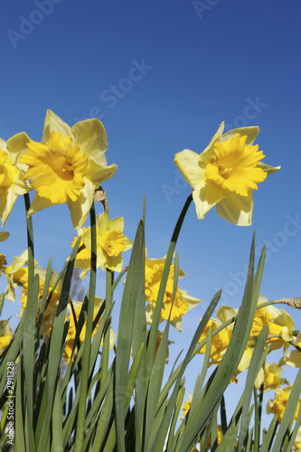 Fototapeta Naklejka Na Ścianę i Meble -  yellow daffodils