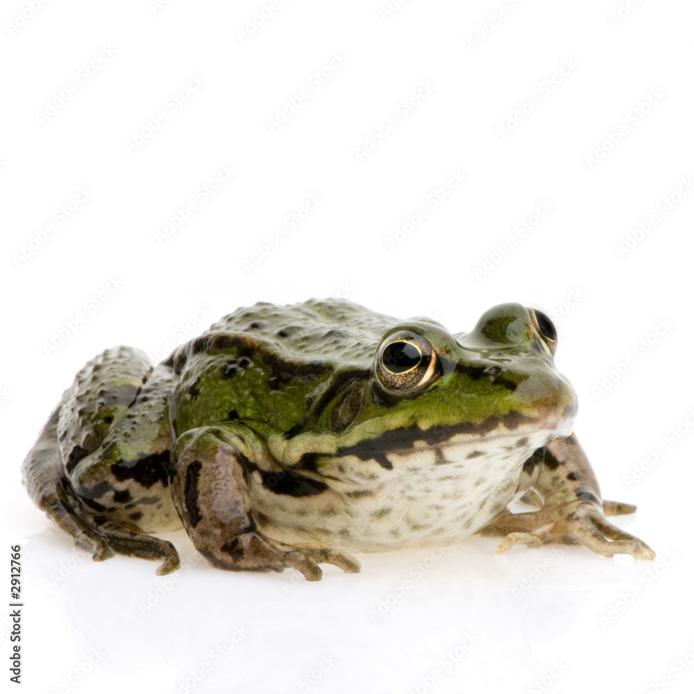grenouille verte - rana esculenta grenouille verte - rana esculenta