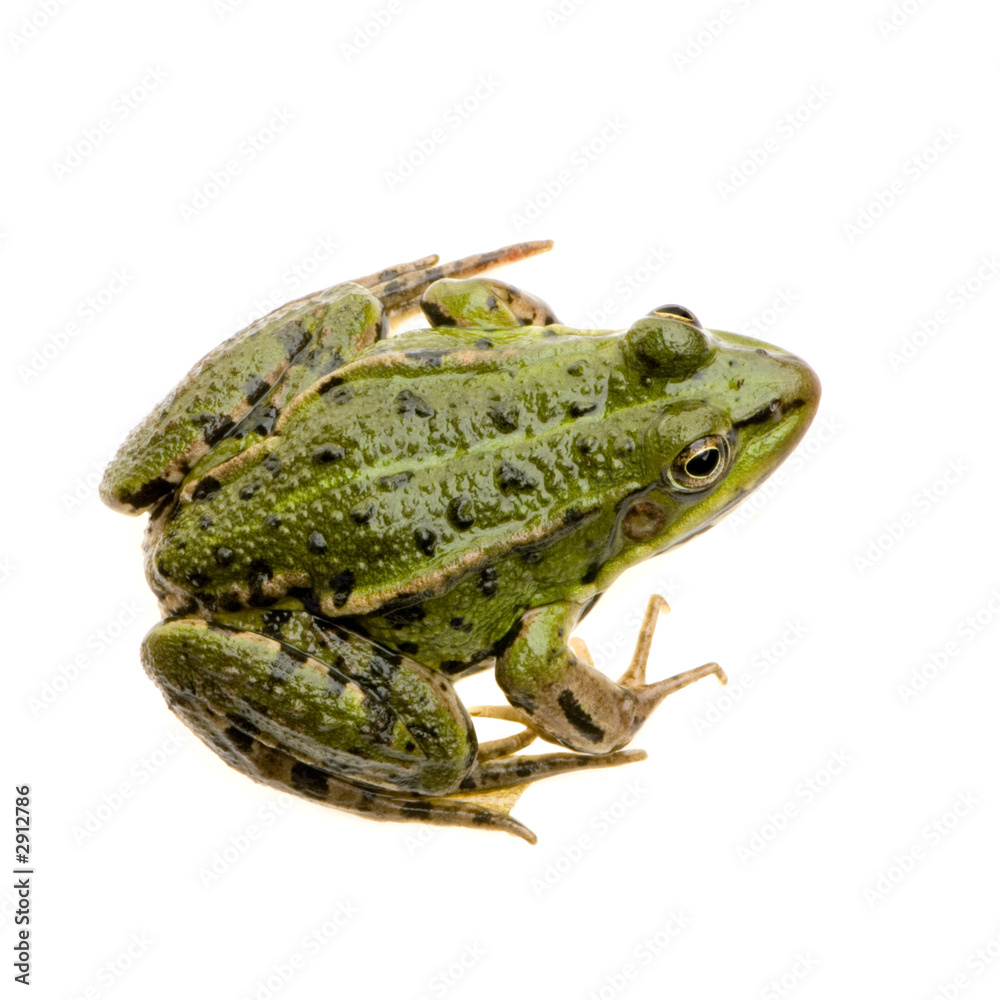 Fototapeta premium grenouille verte - rana esculenta