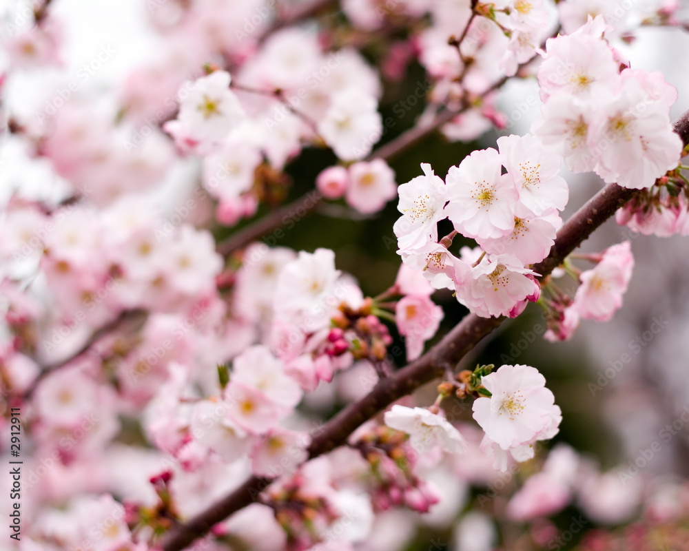 spring flowers