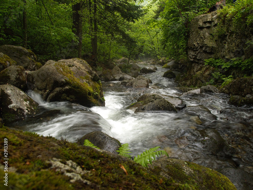 forest mountain creek