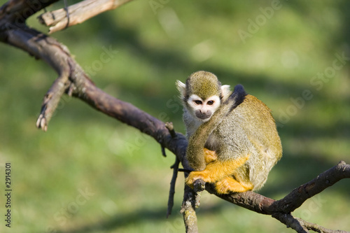 the squirrel monkey