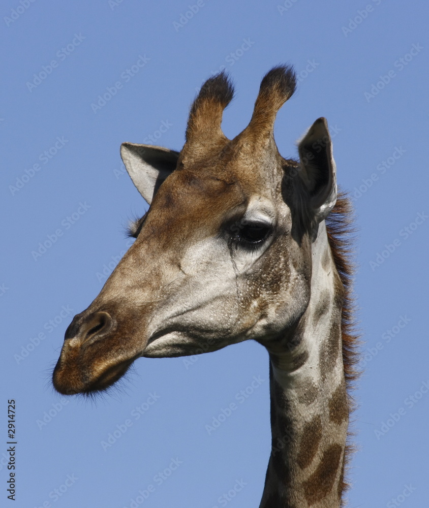 giraffe head and neck
