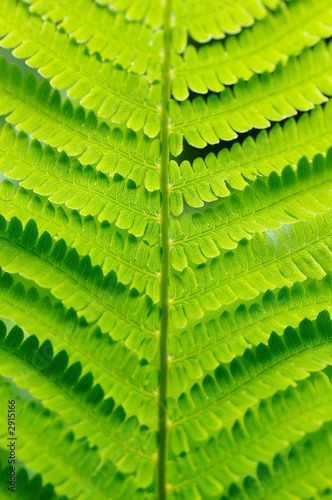 detail of green fern