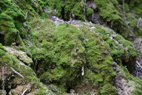 moss near aphrodites baths photo