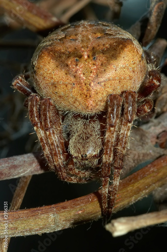 spider like a ball photo