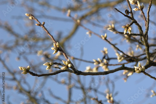 frühlingserwachen
