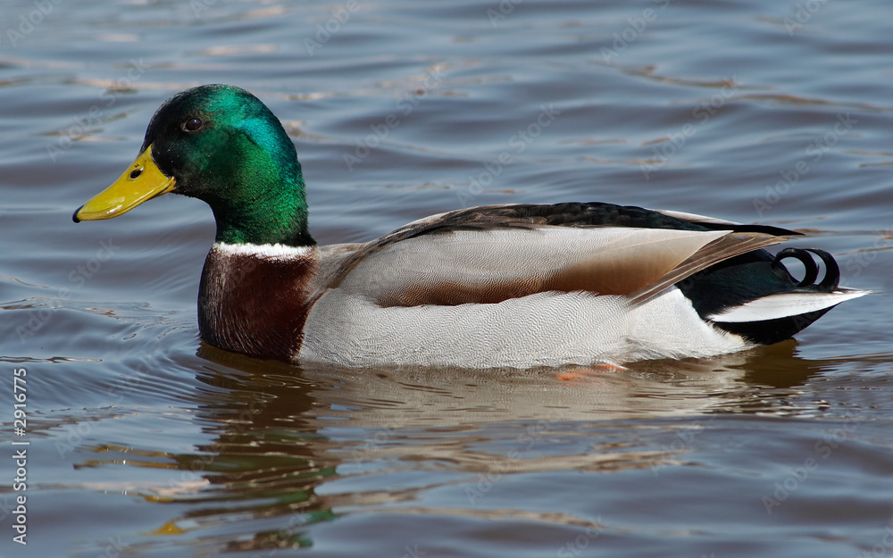 wild duck wild duck