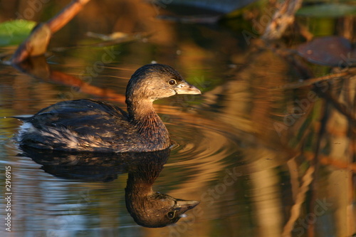 pied billed grebe photo