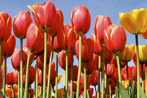 tulips against the sky