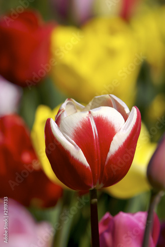 small red tulip