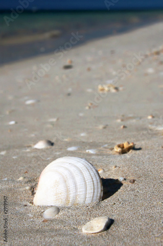 caribic beach with shell