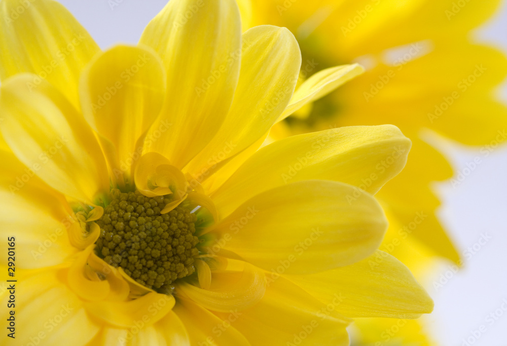 flowers flowers