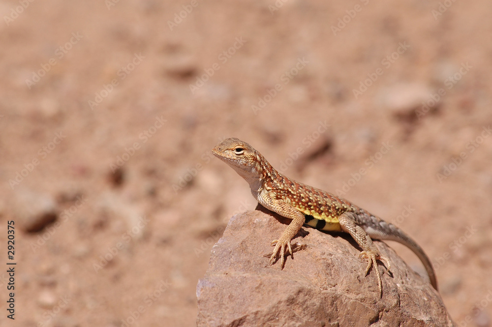 earless lizard earless lizard