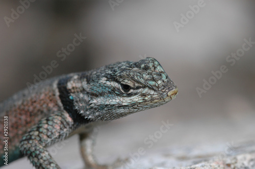 spiny lizard