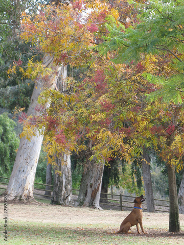 dog barking up a tree