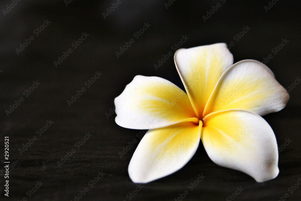 frangipani flower