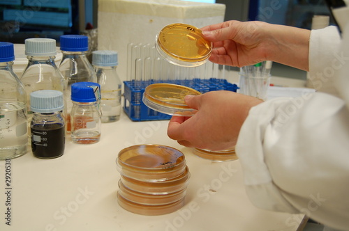 working in lab with petri dishes