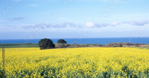 Photography mustard field, sky and sea