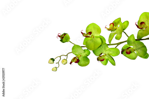 isolated green orchid
