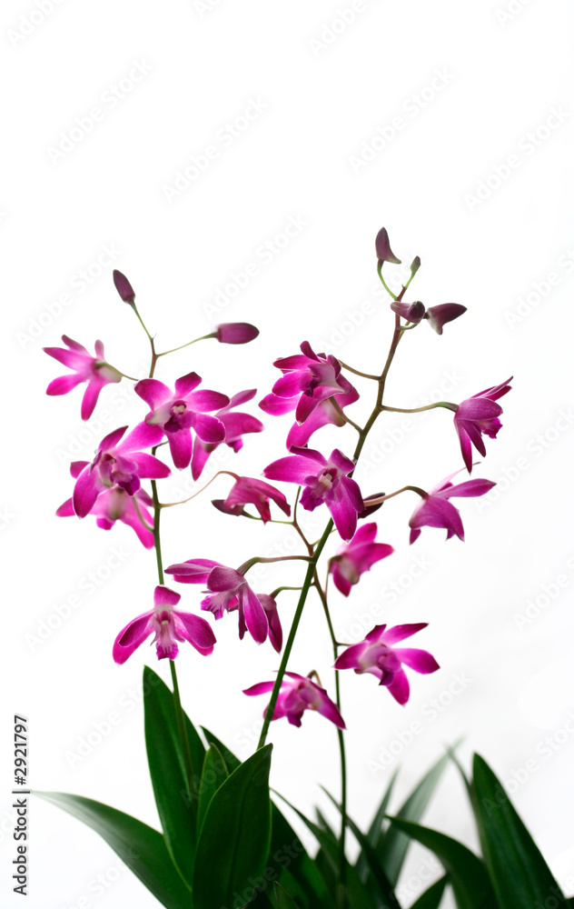 Isolated mini orchid against white background