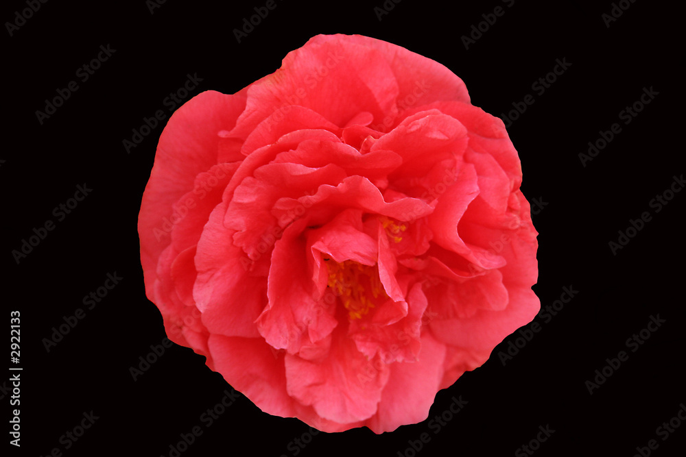 camellia camellia