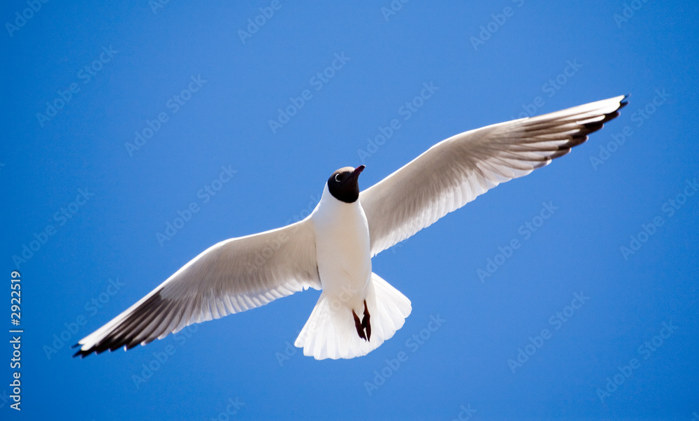 Obraz premium seagull