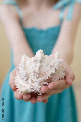 sea shell in the hands