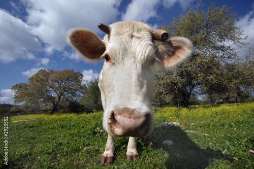 staring white cow