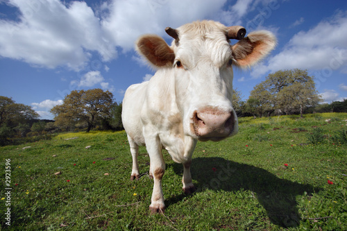 funny cow