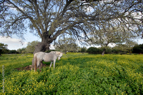 gray horse under big tree