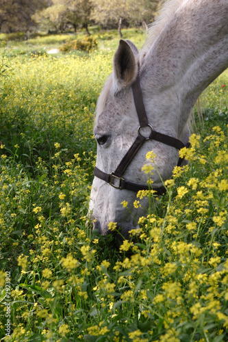 gray horse