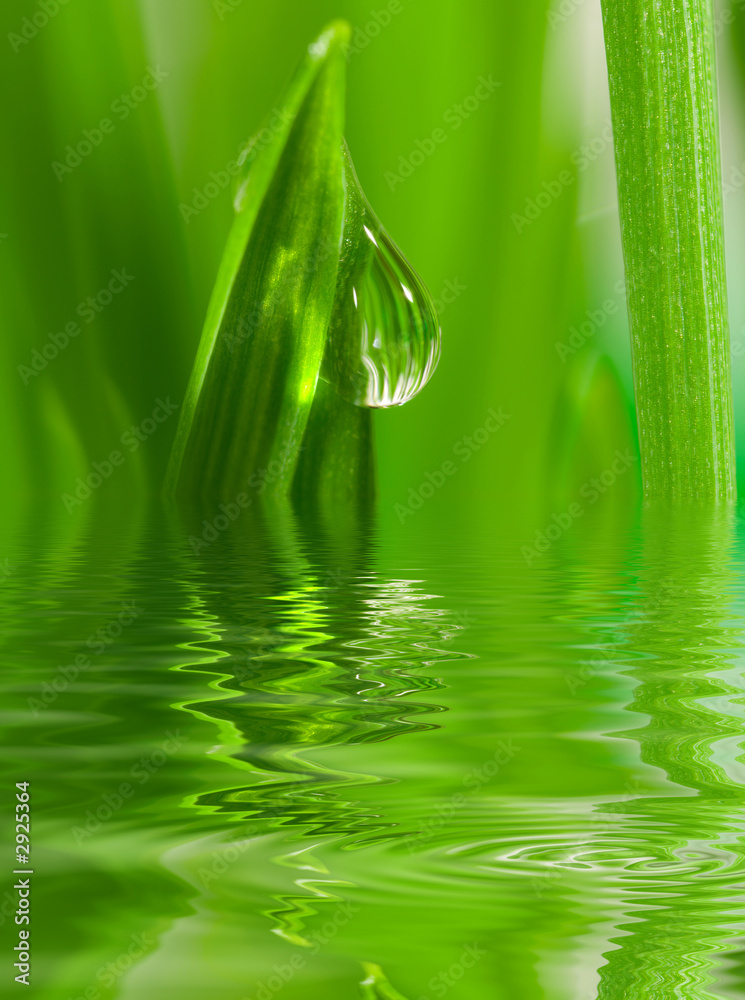 Leinwandbild Motiv - haveseen : fresh grass with dew drops