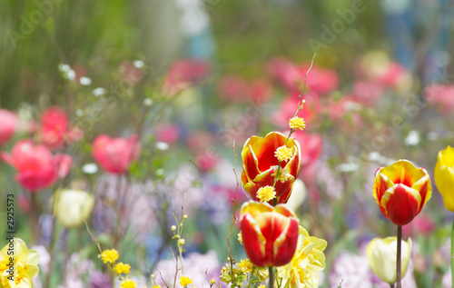 colorful flower garden in spring