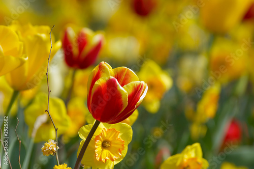 colorful flower garden in spring