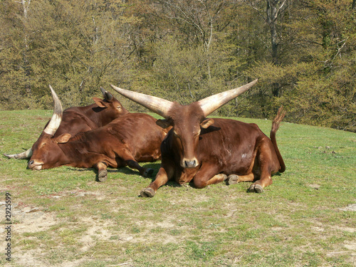 troupeau de buffles photo