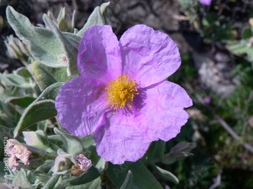 fleur de ciste