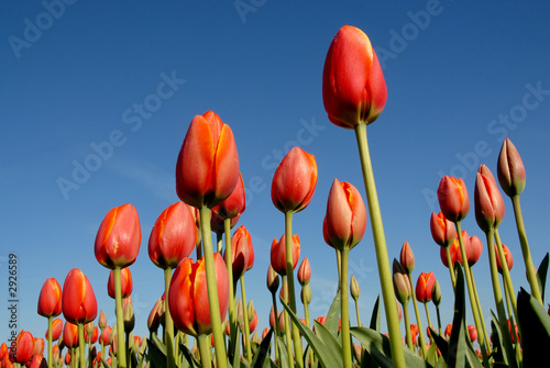 tulip fields