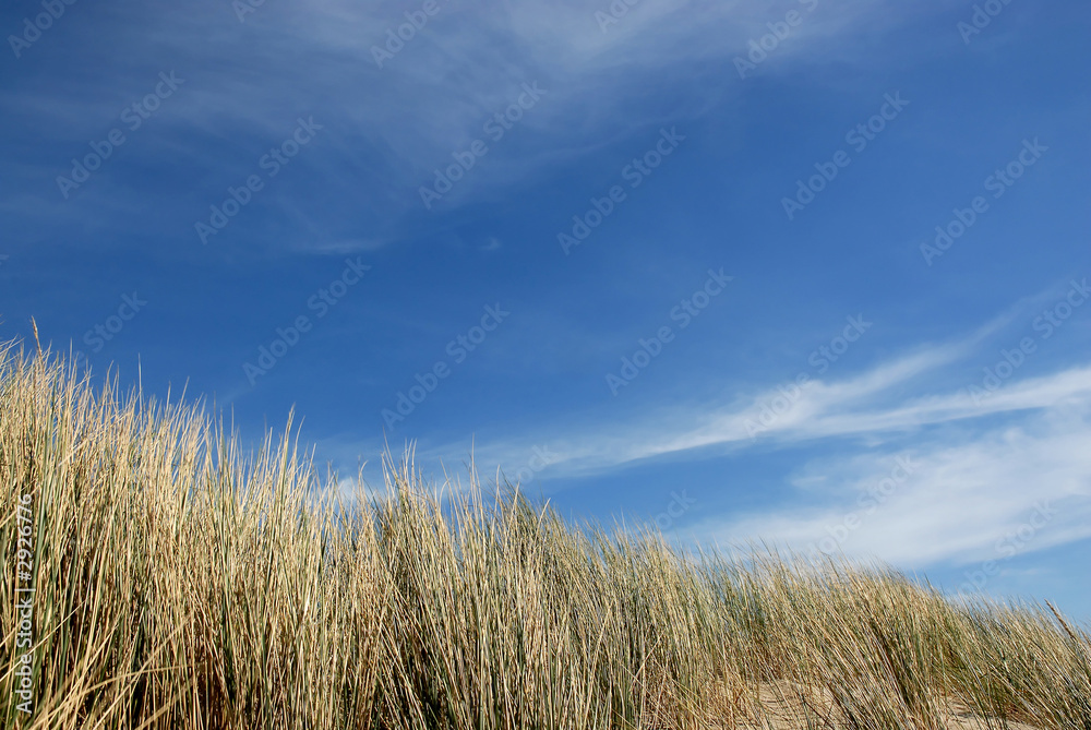 dunes in holland