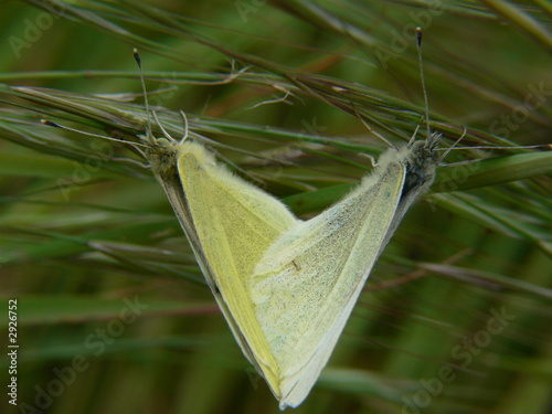 coeur papillons photo