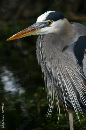 great blue heron photo