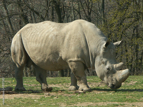 un rhinoc  ros blanc