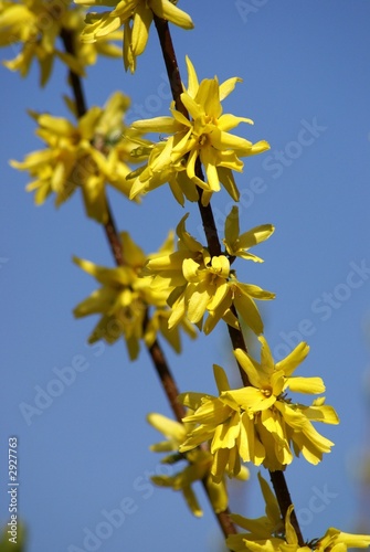 forsythia