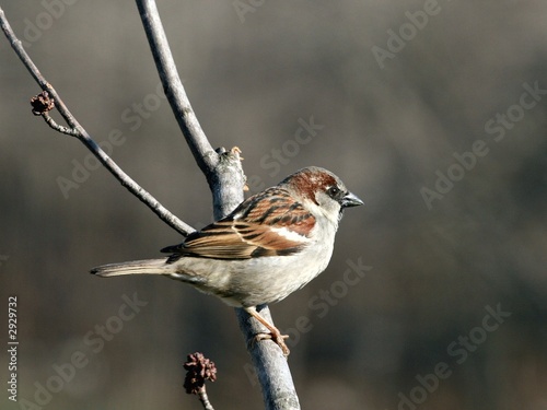 a sparrow taking a break