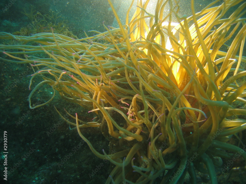 Obraz premium attinia