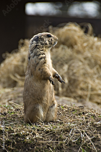 marmot