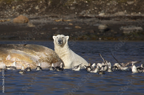 Konstfotografi polar bears