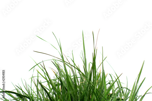 green grass